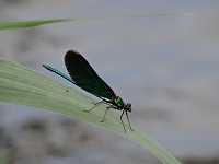 Demoiselle (ph. Mrugala F., aout 2019, Allemagne, Lac Seehof)(4) 